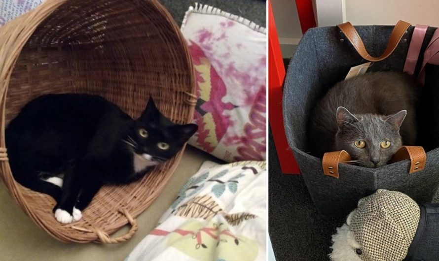 Cats In Baskets: Friendly Felines Relaxing In The Most Comfortable Of Baskets