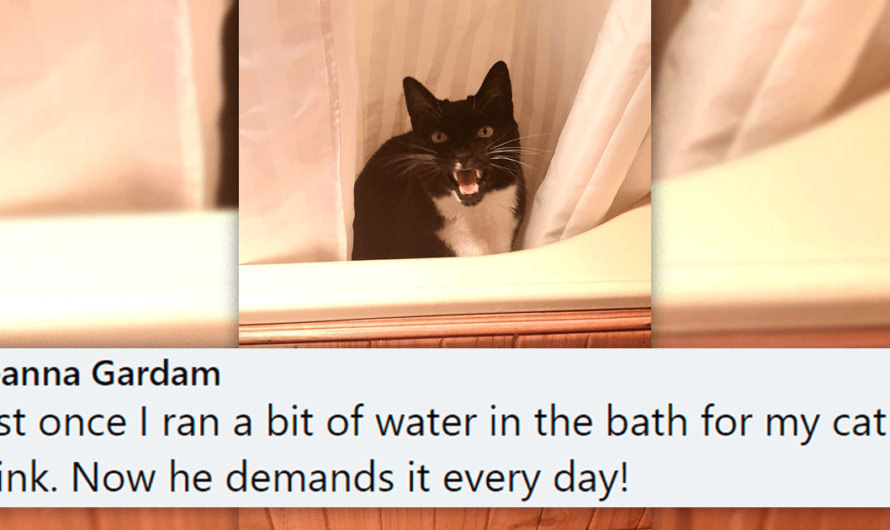 Funny Things People Accidentally Trained Their Pets To Do: ICanHas Edition
