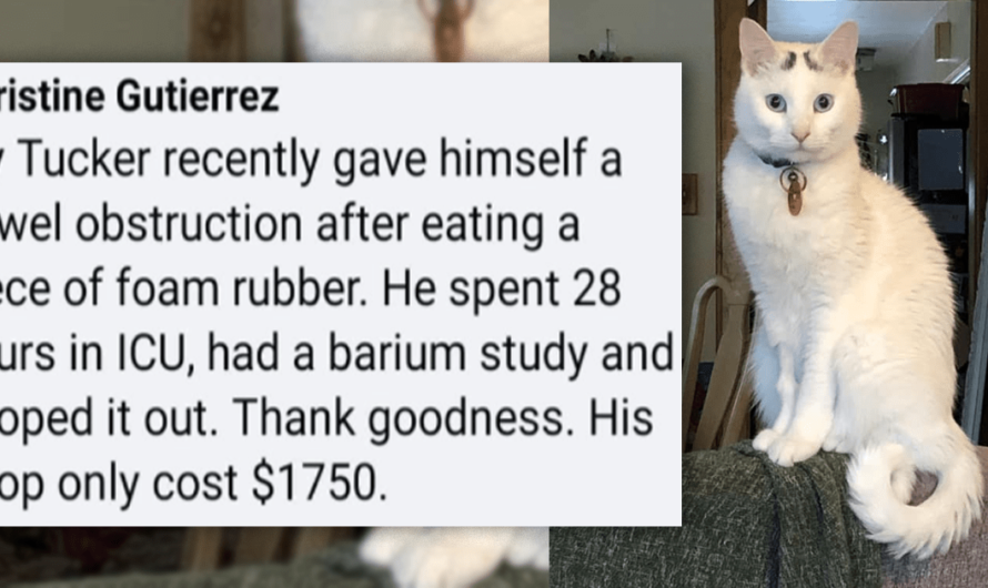 Hyper-Expensive Cat Poops: Unexpected Vet Visits Of Constipated Cats Costing Thousands