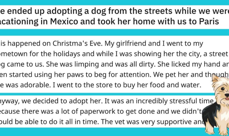 Mexican Street Dog Finds Parisian Furever Home In True Christmas Spirit