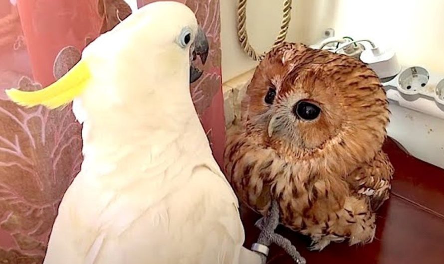Parrot Meets Tiny Owl And Reacts To It With Utmost Confusion (Video)
