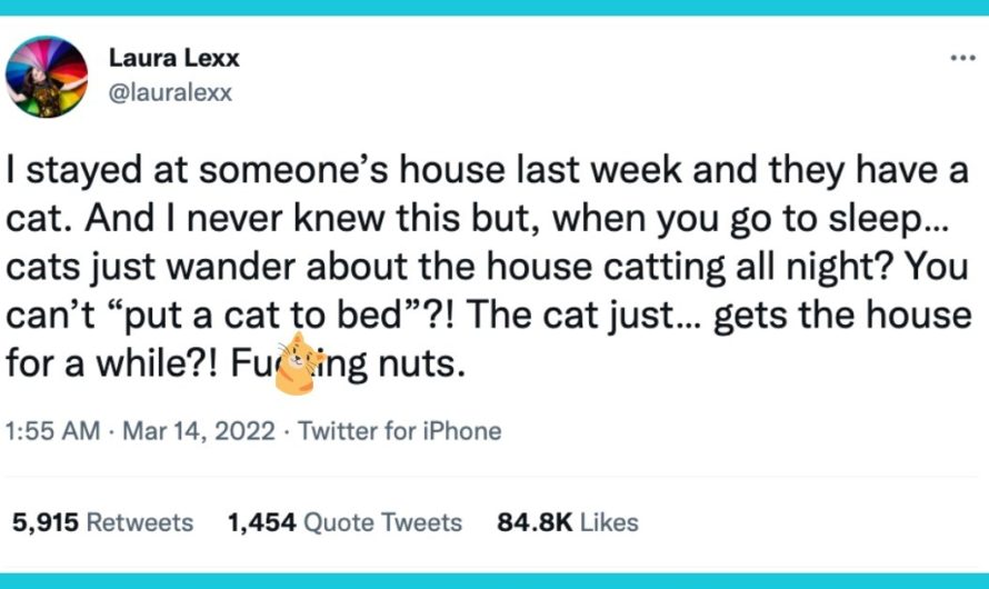 Twitter Thread: Human Surprised By Cats Wandering Around The House ‘Catting’ All Night